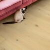 QUICK STEP_CALA_CAL7448